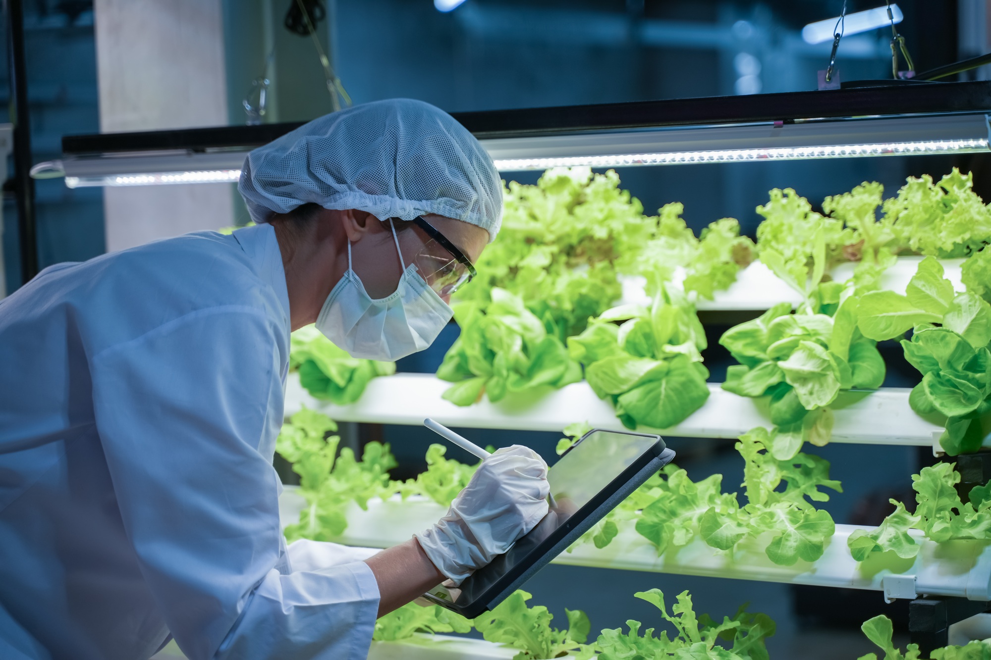 Agricultural researcher working in a greenhouse. Inside of Greenhouse Hydroponic Farm Eco system. Ur
