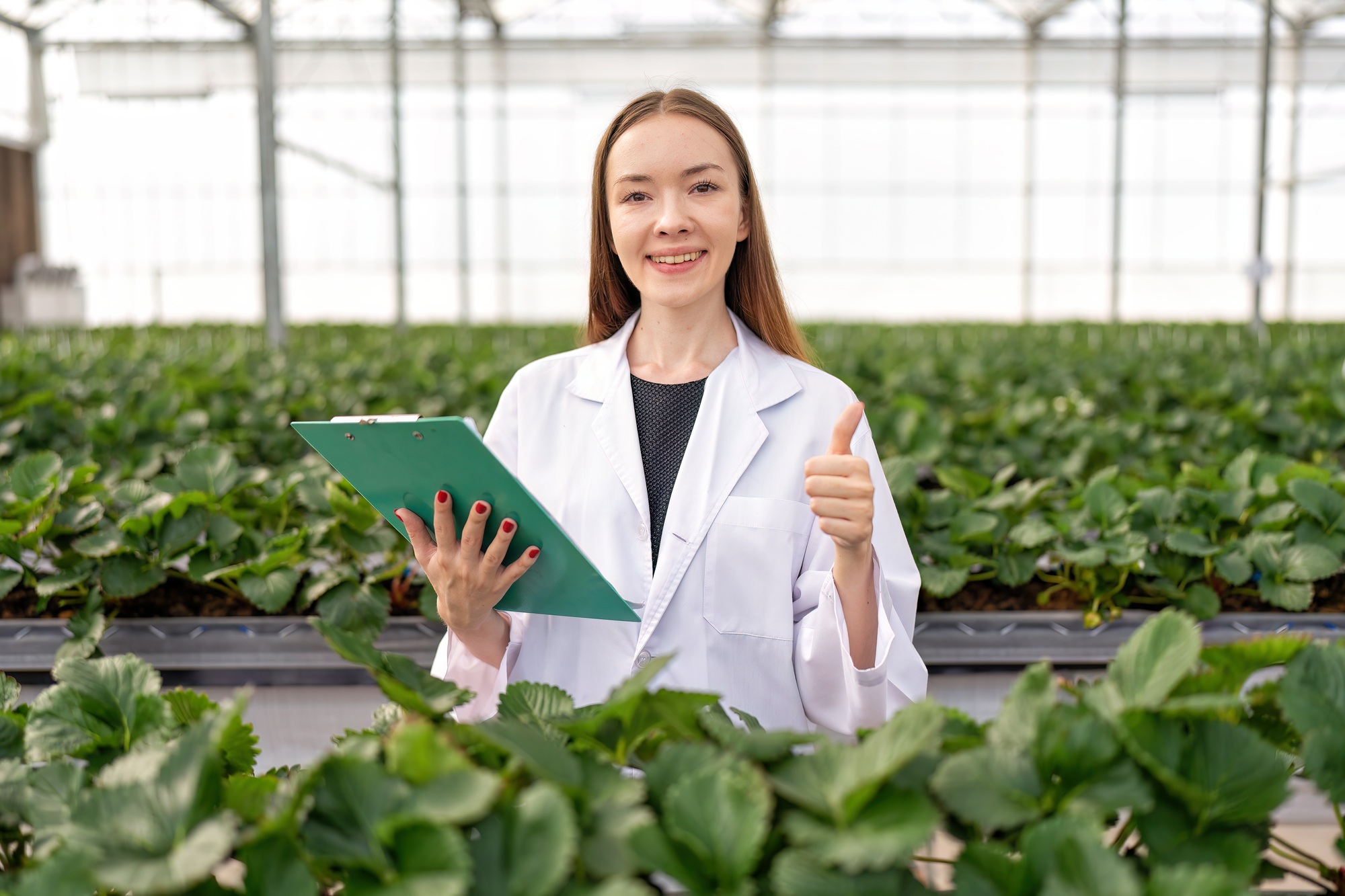 Fruit researcher in high tech greenhouse hydroponic farming monitor the grow of vegetable strawberry